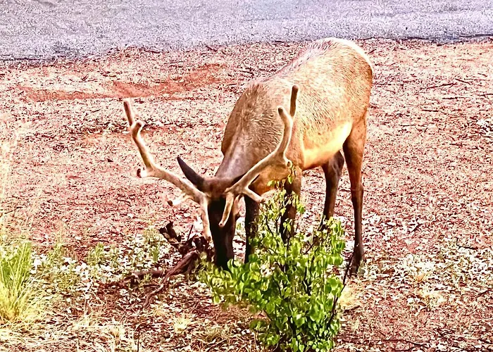 Vacation homes in Payson