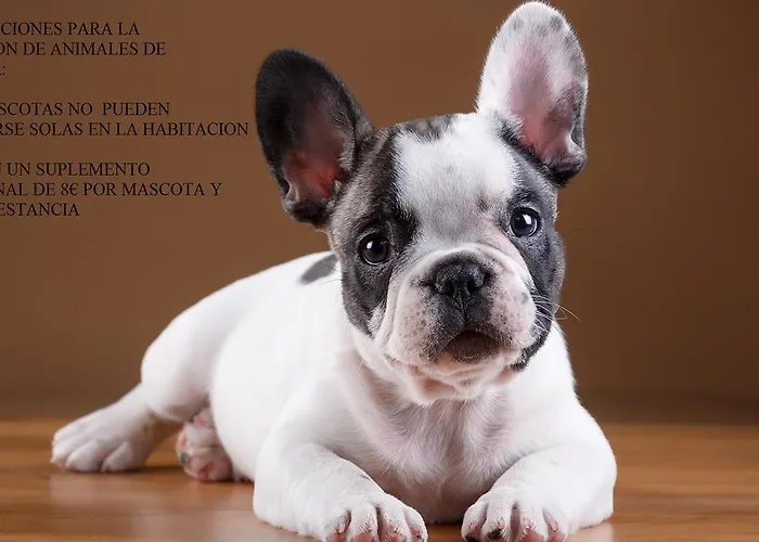 Hoteles que admiten perros en Mérida 